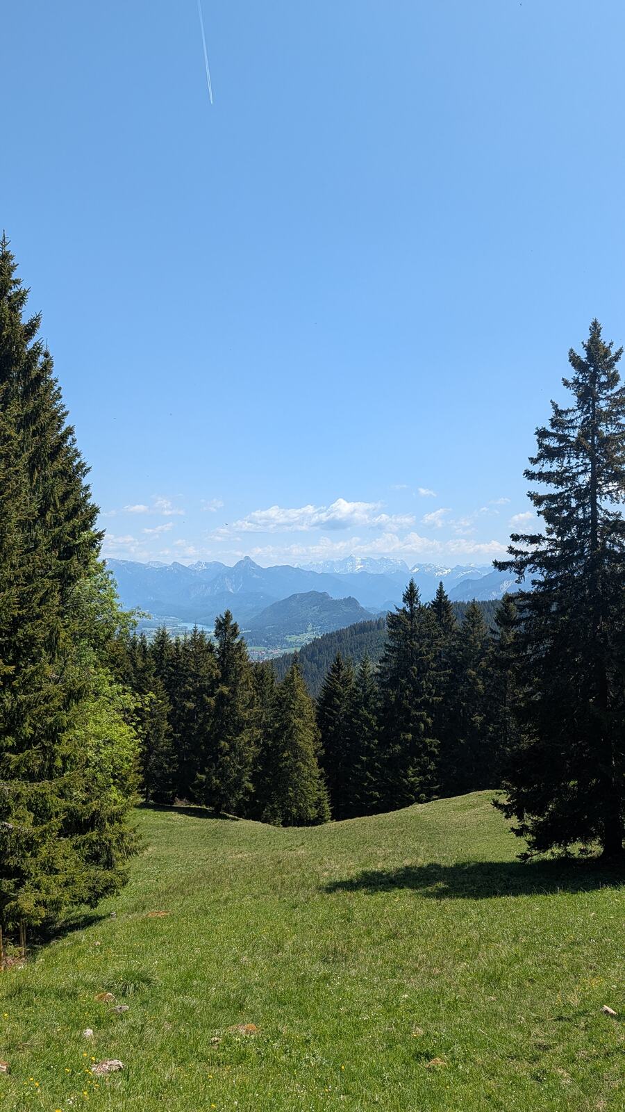 Bergwiese mit Alpenblick bei Nesselwang