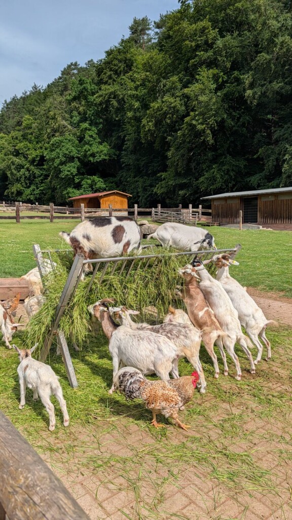 Ziegen am Futtergatter im Wild- und Wanderpark Silz