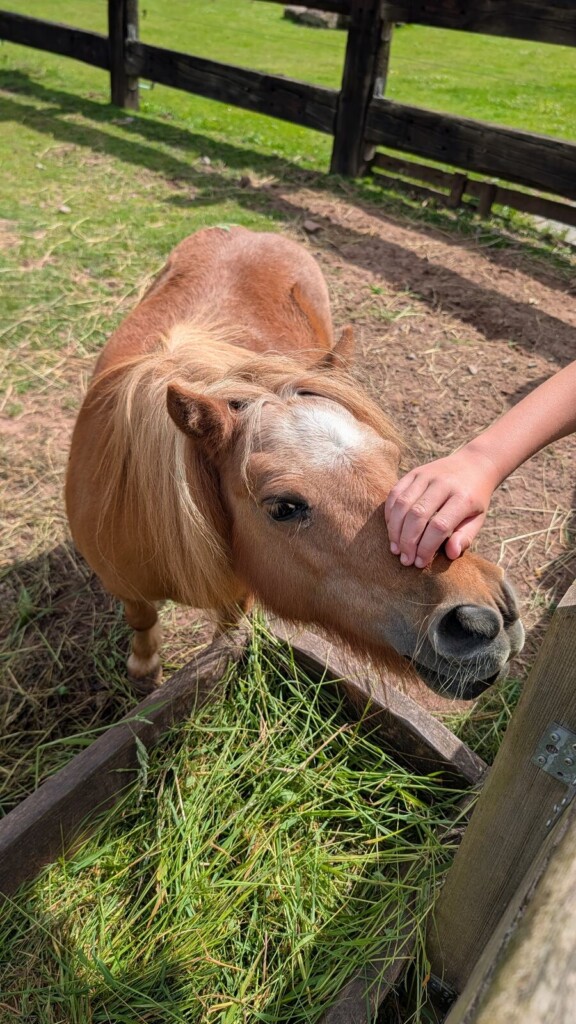 Pony frisst Gras aus der Hand
