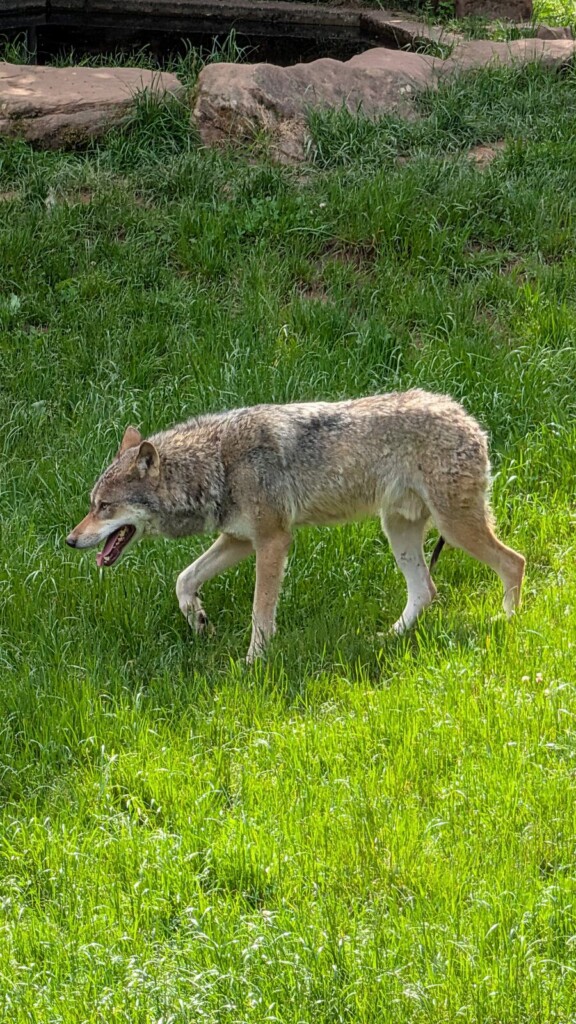 Wolf laeuft durch das Gehege im Wildpark Silz