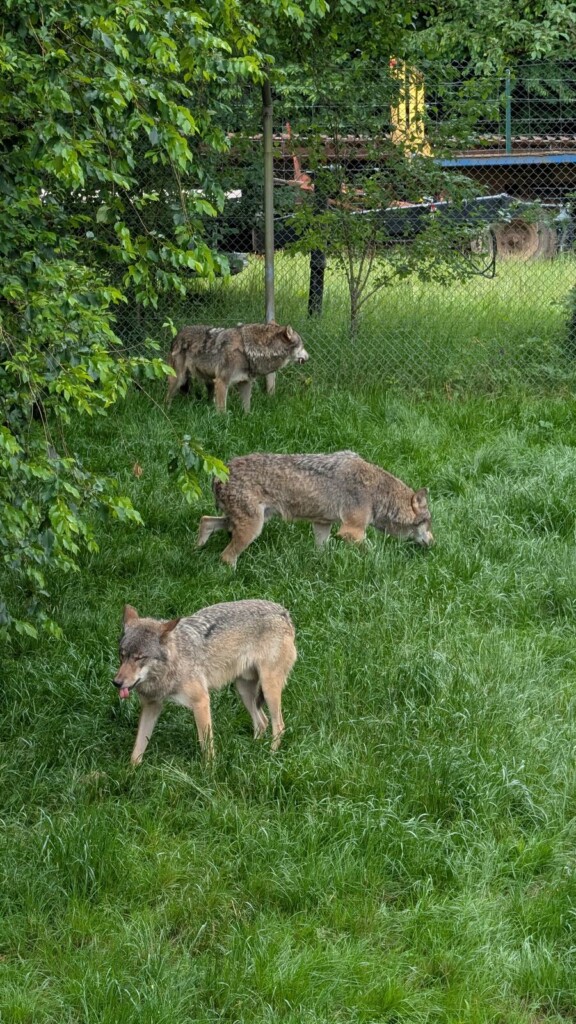 Zwei Woelfe im hohen Gras