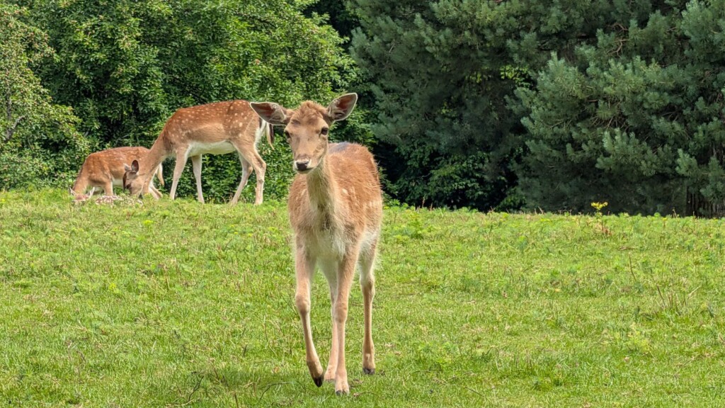Damwild auf der Wiese im Wildpark Silz