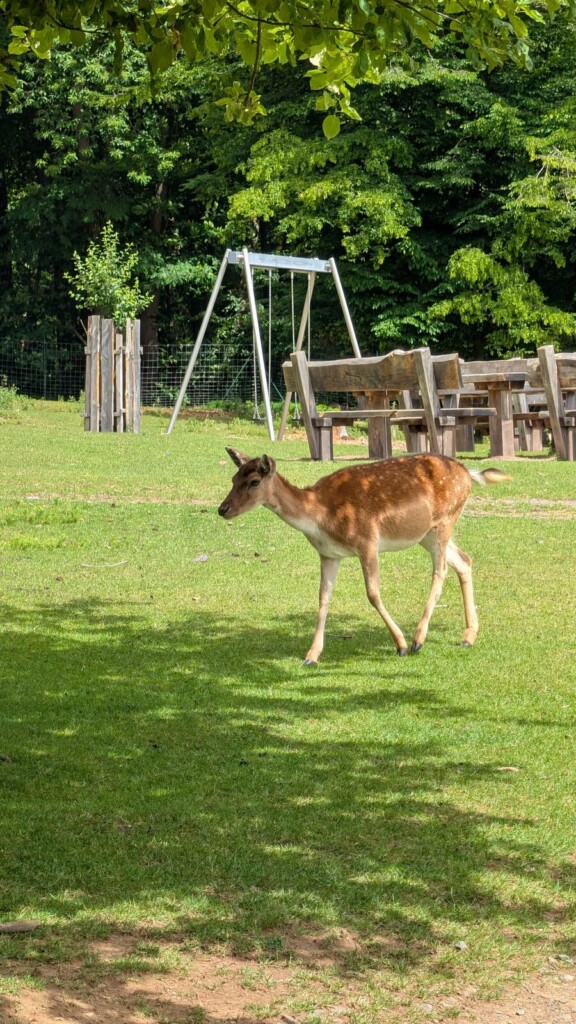 Reh neben dem Spielplatz im Wildpark Silz
