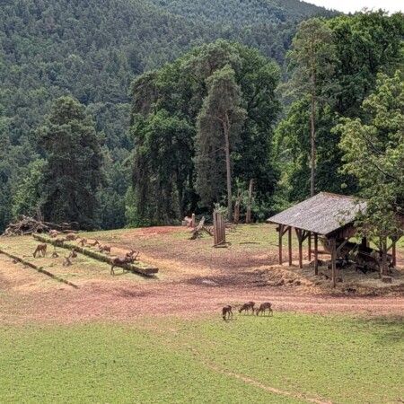 Wild- und Wanderpark Silz: 400 Tiere, Wolfsfütterung um 11 Uhr, Matschtisch