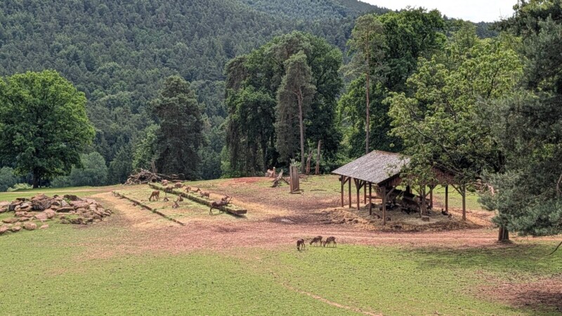 Wild- und Wanderpark Silz: 400 Tiere, Wolfsfütterung um 11 Uhr, Matschtisch