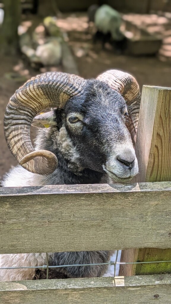 Mufflonwidder mit grossen Hoernern am Gatter