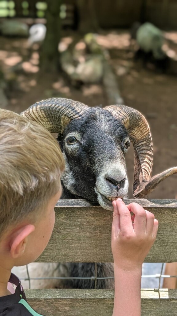 Kind fuettert einen Widder am Zaun