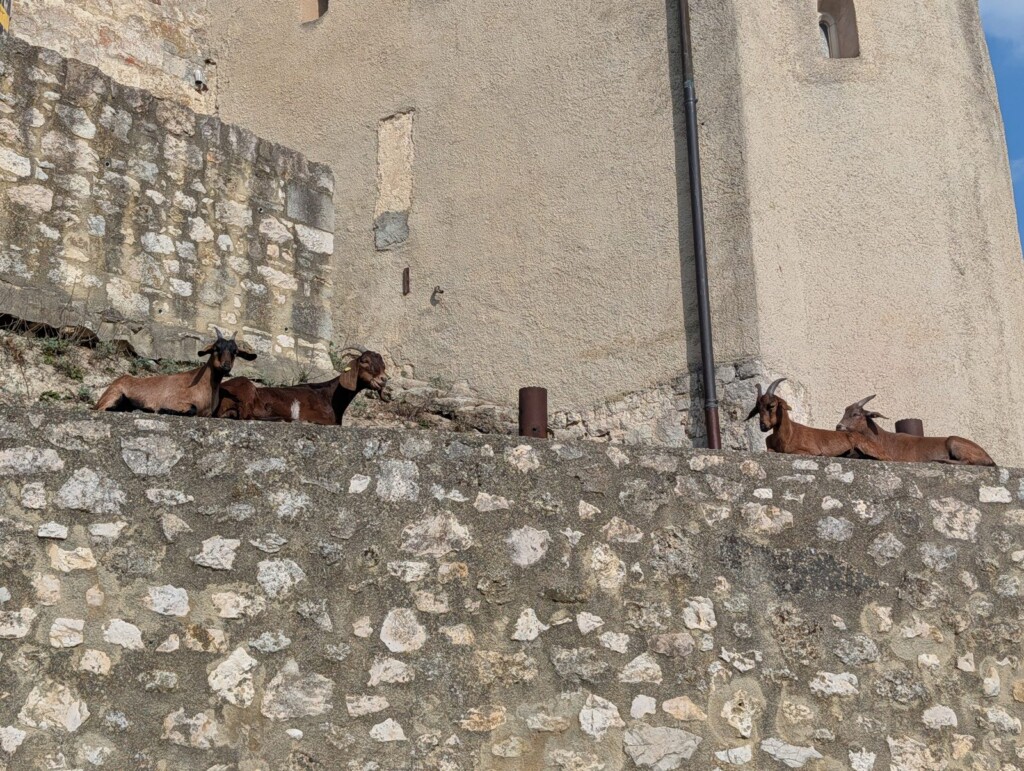 Ziegen liegen auf der Mauer der Burg Katzenstein