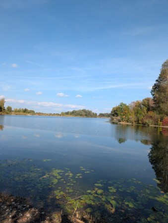 Baggersee im Schwäbischen Donaumoos bei Günzburg mit Seerosen am Ufer