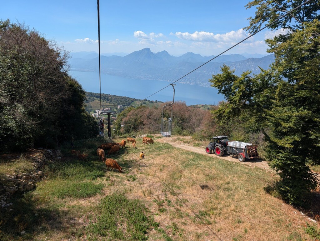 Offener Gitterkorb der Seilbahn Prada–Costabella über einer Wiese mit grasenden Kühen, dahinter der Gardasee