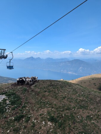 Kühe auf einer Kuppe am Monte Baldo, links der Zweier-Sessellift, unten der Gardasee