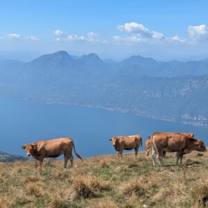 Braune Kühe auf der Alm am Monte Baldo, im Hintergrund der Gardasee