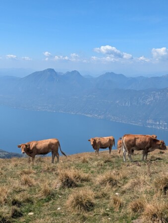 Braune Kühe auf der Alm am Monte Baldo, im Hintergrund der Gardasee