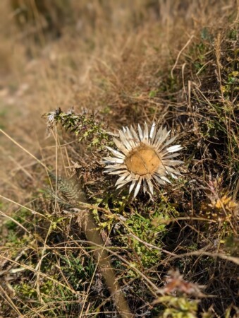 Silberdistel auf der Alm am Monte Baldo