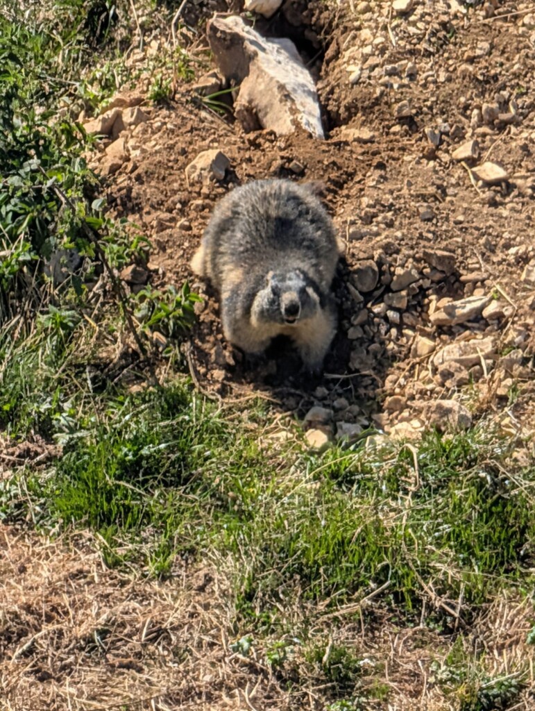 Murmeltier vor seinem Bau am Monte Baldo